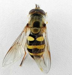 Metasyrphus