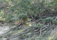 Tragelaphus sylvaticus