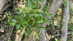Backhousia subargentea