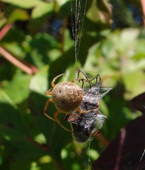Araneus thaddeus