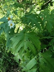 Montanoa grandiflora