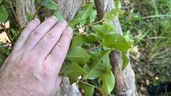 Backhousia subargentea