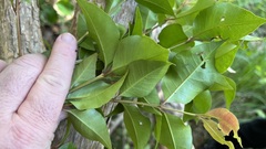 Backhousia subargentea
