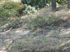 Tragelaphus sylvaticus