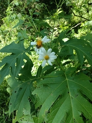 Montanoa grandiflora