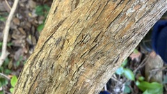 Backhousia subargentea