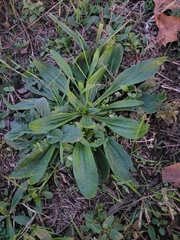 Plantago lanceolata