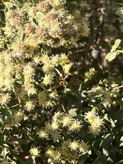 Syrphus