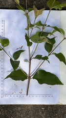 Backhousia subargentea