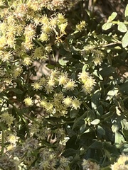 Syrphus