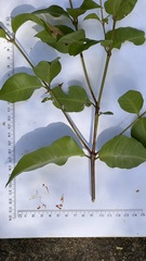 Backhousia subargentea