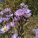 Jessica's Aster - Photo (c) Alex Wright, some rights reserved (CC BY-NC), uploaded by Alex Wright