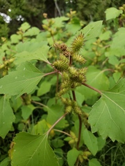 Xanthium strumarium