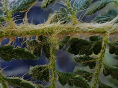 Polystichum haleakalense