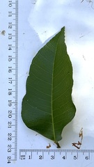 Backhousia subargentea