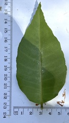 Backhousia subargentea