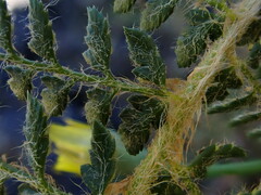Polystichum haleakalense