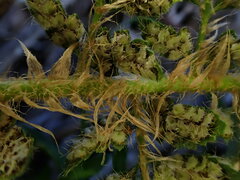 Polystichum haleakalense