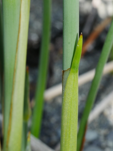 Schoenoplectus tabernaemontani