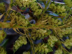 Polystichum haleakalense