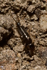 Nebriinae