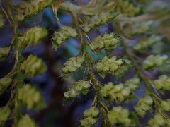 Polystichum haleakalense