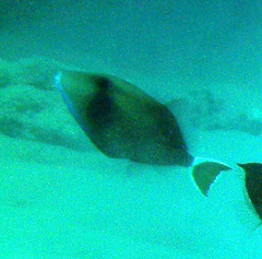 Sufflamen albicaudatum