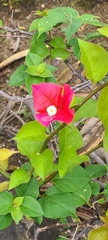 Bougainvillea glabra