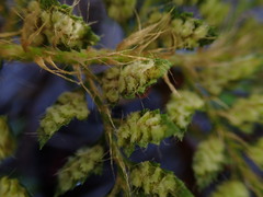 Polystichum haleakalense