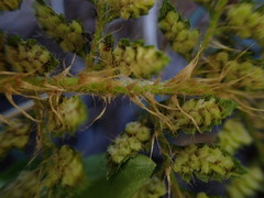 Polystichum haleakalense