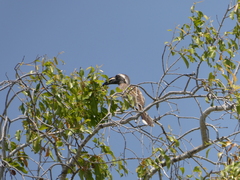 Lophoceros nasutus