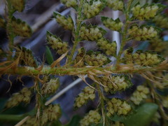 Polystichum haleakalense