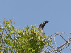 Lophoceros nasutus