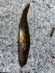 Philypnodon grandiceps