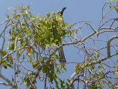 Lophoceros nasutus