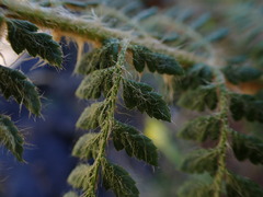 Polystichum haleakalense