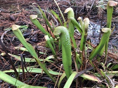 Sarracenia minor