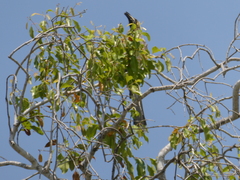 Lophoceros nasutus