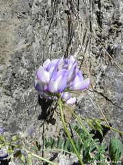 Astragalus amatus