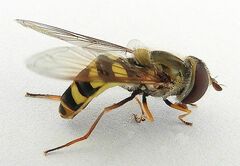 Metasyrphus