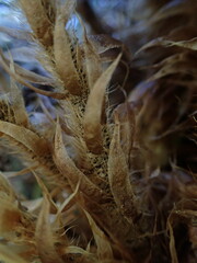 Polystichum haleakalense