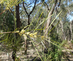 Acacia mucronata longifolia