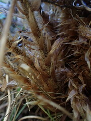 Polystichum haleakalense