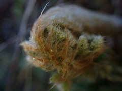 Polystichum haleakalense