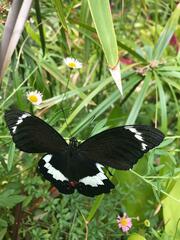 Papilio aegeus aegeus
