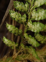 Polystichum haleakalense
