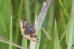 Euclidia glyphica