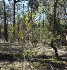Acacia mucronata longifolia
