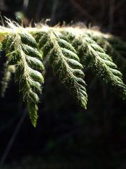 Polystichum haleakalense