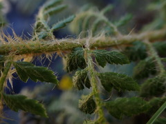 Polystichum haleakalense